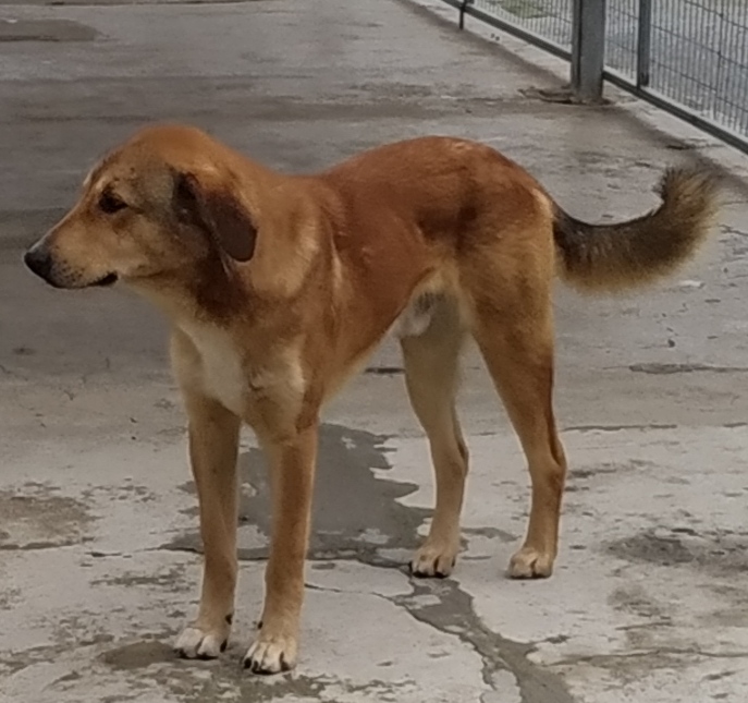 ΒΙΚΤΩΡ