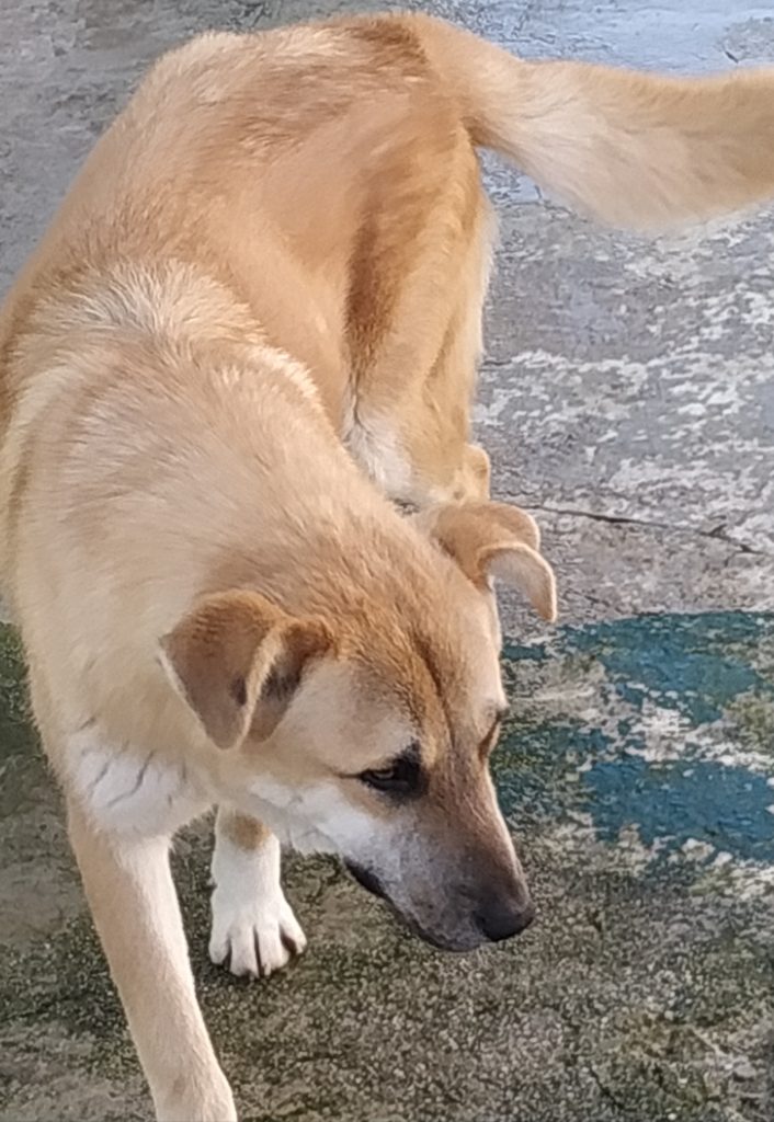 ΜΥΡΤΩ
