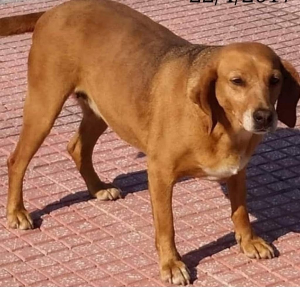 ΤΖΕΣΗ