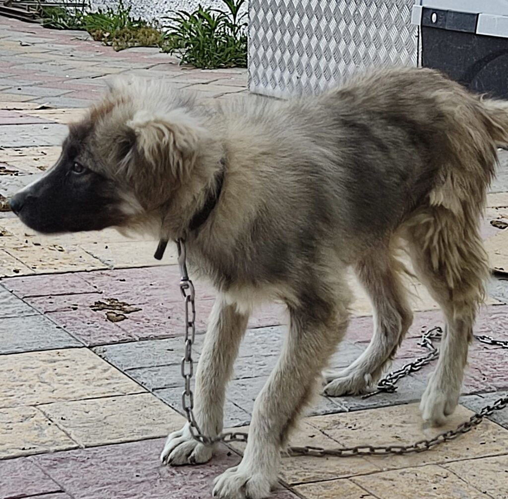 ΦΟΙΒΗ