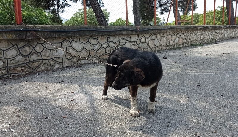 ΜΑΪΡΑ