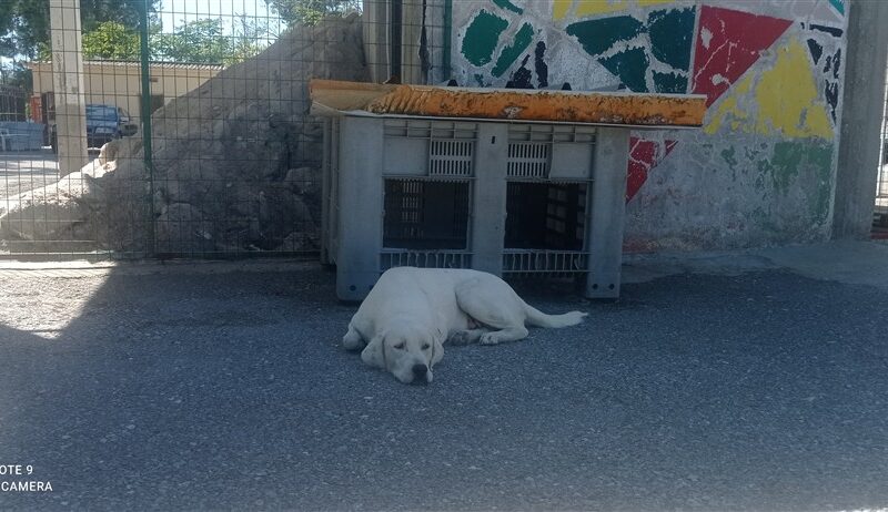 ΜΕΛΙΝΑ