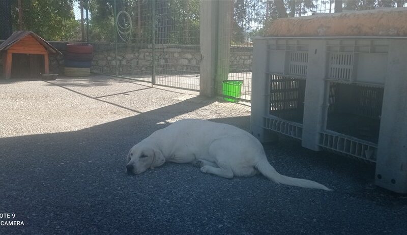 ΜΕΛΙΝΑ