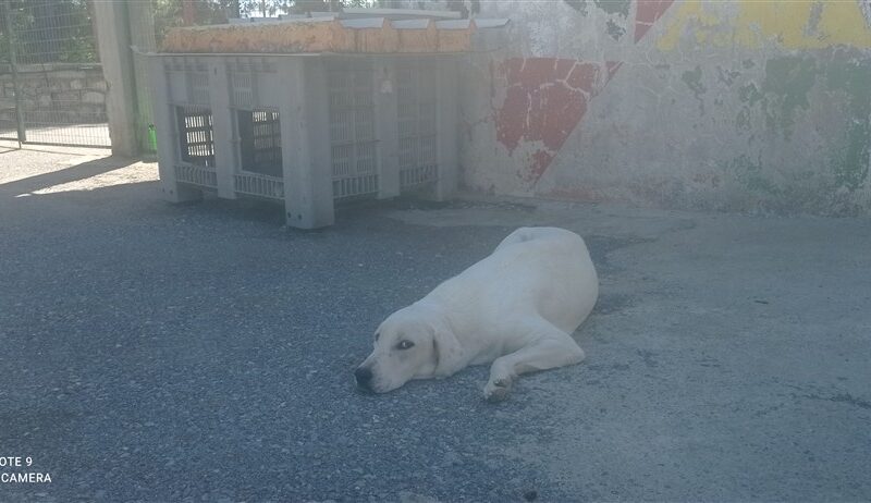 ΜΕΛΙΝΑ