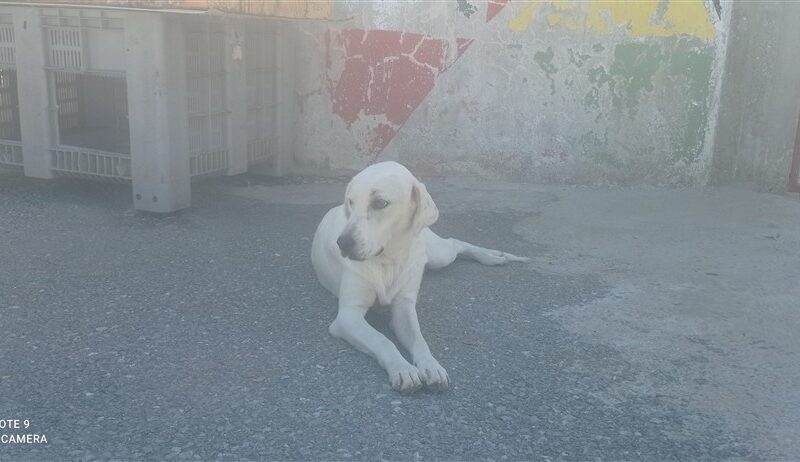 ΜΕΛΙΝΑ
